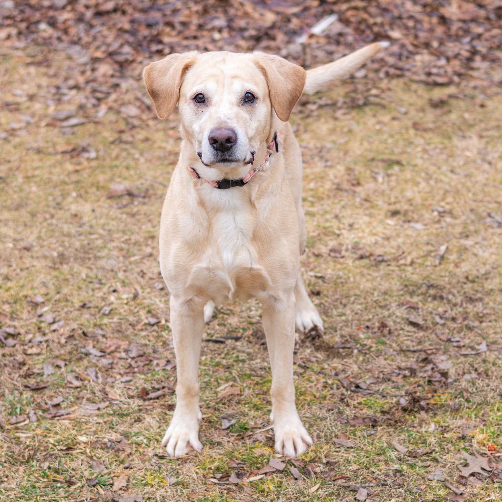 Bama, a 5-year-old yellow Lab available through Humane Animal Partners