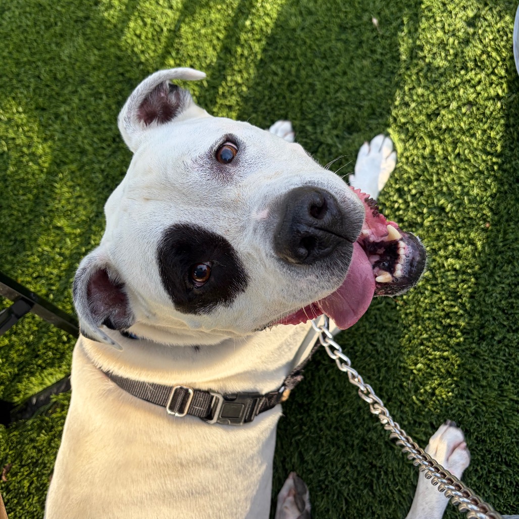 Monte, an adoptable dog from Humane Animal Partners, at LOKA Beauty Studio's Barks and Blowouts event