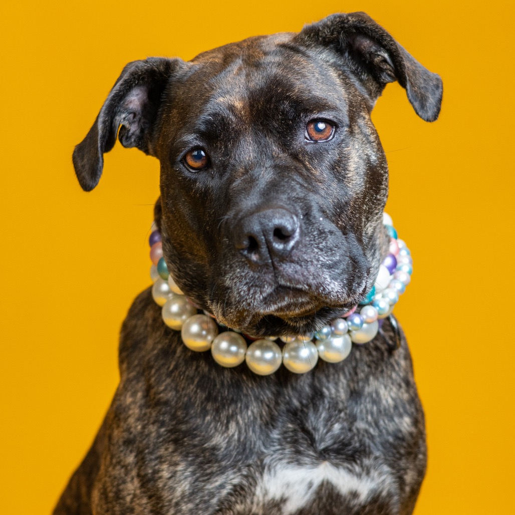 Welches, an 8-year-old mixed breed dog available through Humane Animal Partners
